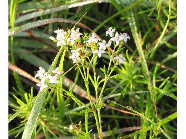 Stenaria nigricans var. nigricans (Diamondflowers) #33135