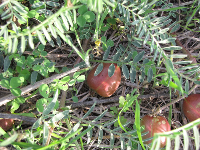 Astragalus crassicarpus var. crassicarpus (Groundplum milkvetch) #33151