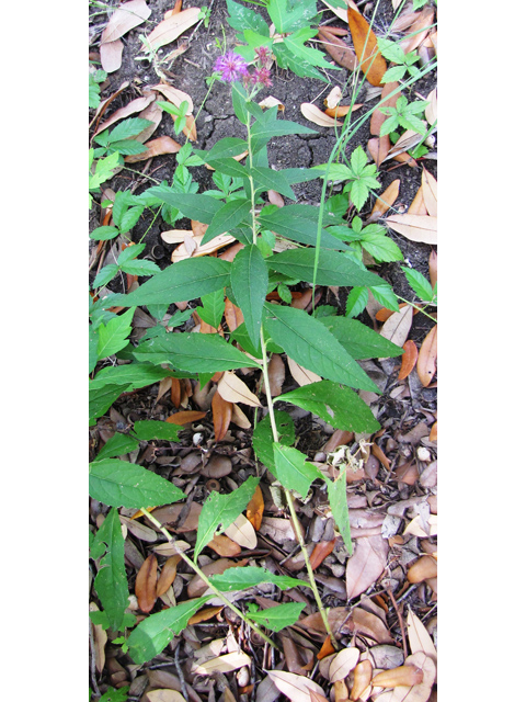 Vernonia baldwinii (Western ironweed) #33163
