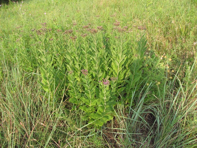 Vernonia baldwinii (Western ironweed) #33169