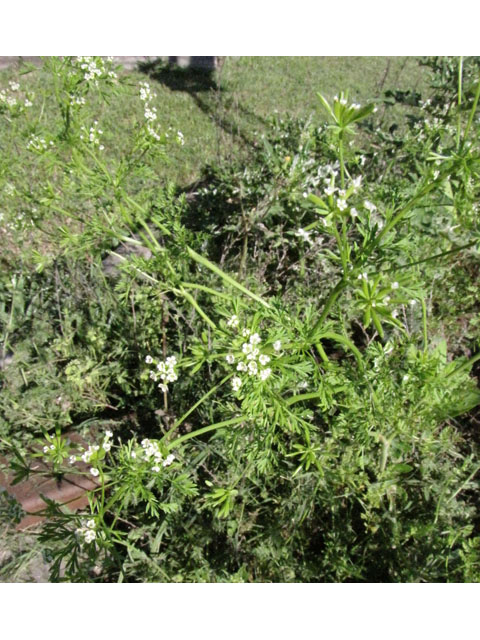Trepocarpus aethusae (Whitenymph) #33197