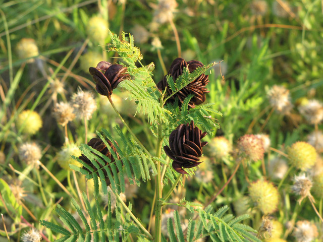 Desmanthus illinoensis (Illinois bundleflower) #33215