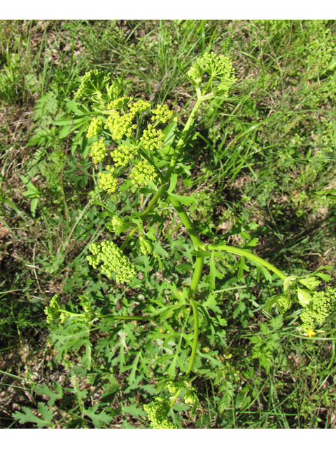 Polytaenia texana (Texas prairie parsley) #33218