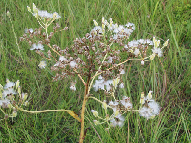 Arnoglossum plantagineum (Groovestem indian plantain) #33223
