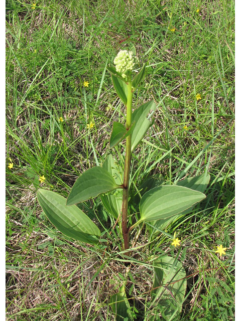 Arnoglossum plantagineum (Groovestem indian plantain) #33224