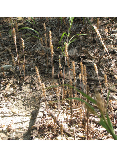 Plantago rhodosperma (Redseed plantain) #33236