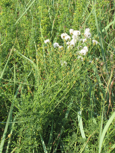 Dalea multiflora (Roundhead prairie clover) #33239