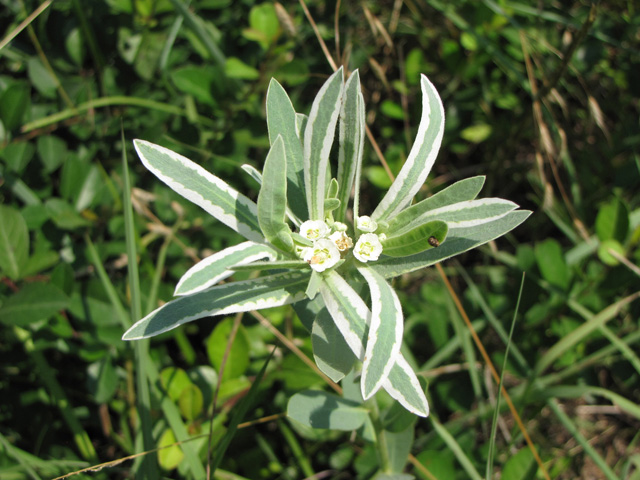 Euphorbia bicolor (Snow on the prairie) #33247