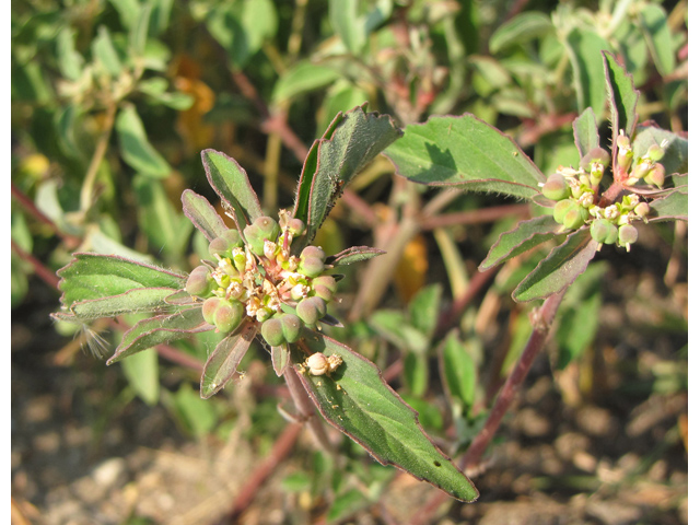 Euphorbia dentata (Toothed spurge) #33263