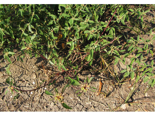 Euphorbia dentata (Toothed spurge) #33264