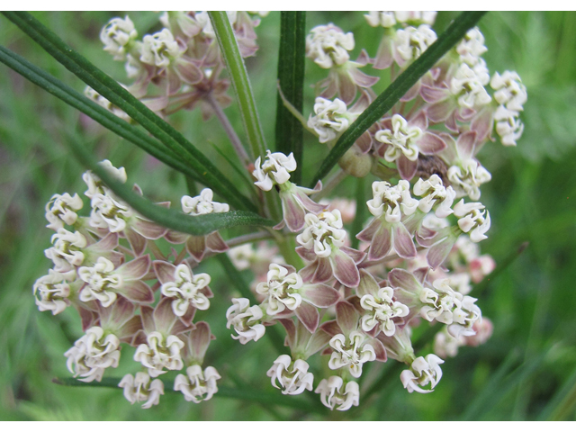 Asclepias verticillata (Whorled milkweed) #33278