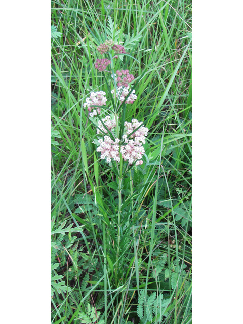 Asclepias verticillata (Whorled milkweed) #33279