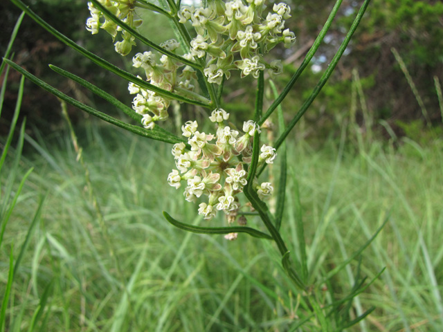 Asclepias verticillata (Whorled milkweed) #33280