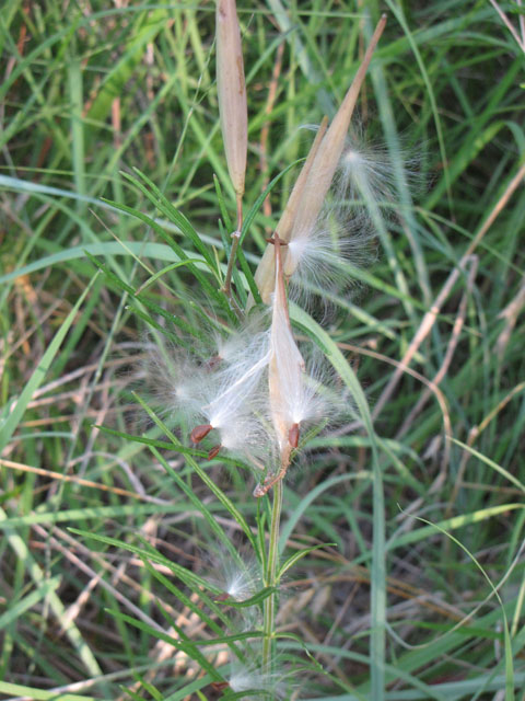 Asclepias verticillata (Whorled milkweed) #33281