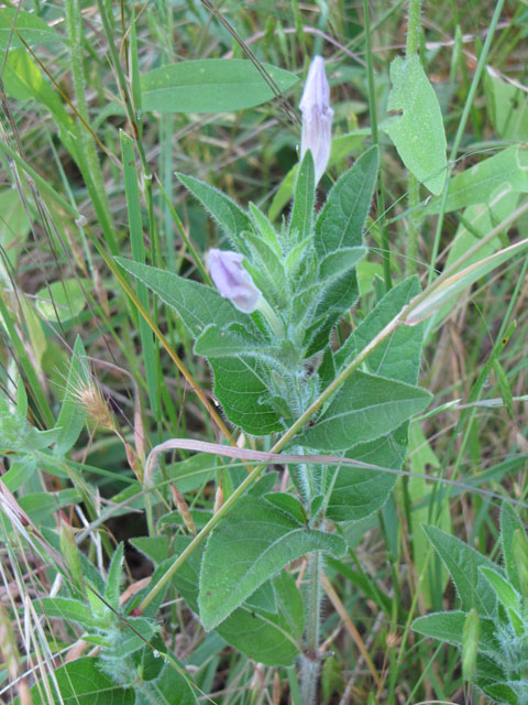 Ruellia humilis (Prairie petunia) #33286