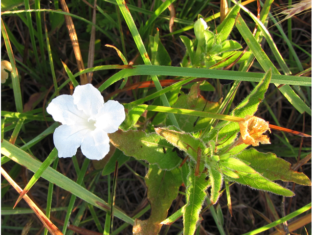 Ruellia humilis (Prairie petunia) #33287