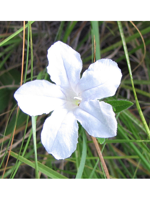 Ruellia humilis (Prairie petunia) #33288