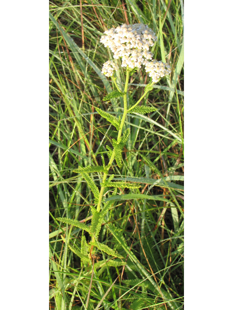 Achillea millefolium (Common yarrow) #33295