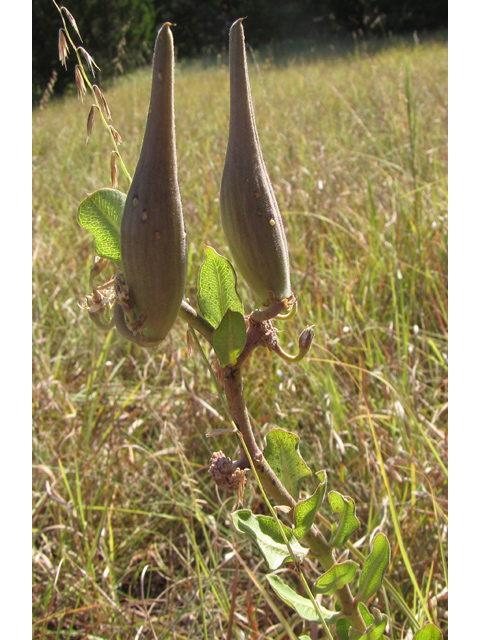 Asclepias viridiflora (Green comet milkweed) #33303