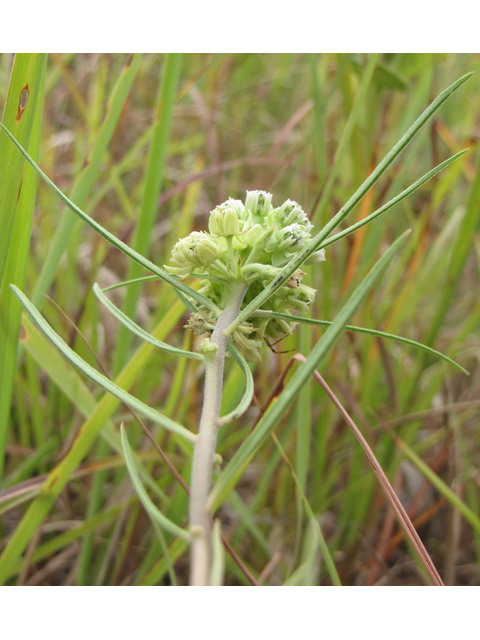 Asclepias stenophylla (Slimleaf milkweed) #33305