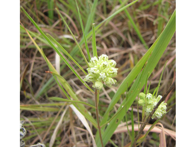 Asclepias stenophylla (Slimleaf milkweed) #33306