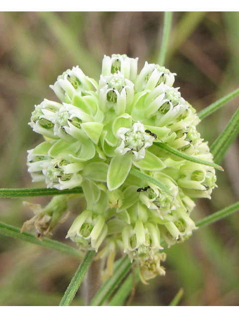 Asclepias stenophylla (Slimleaf milkweed) #33307