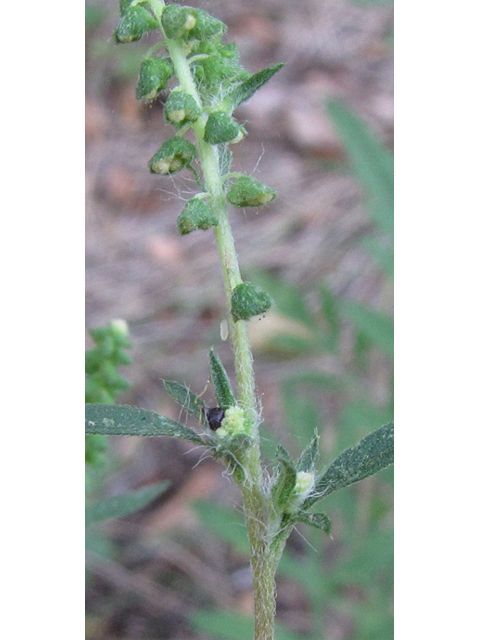 Ambrosia psilostachya (Cuman ragweed) #36120
