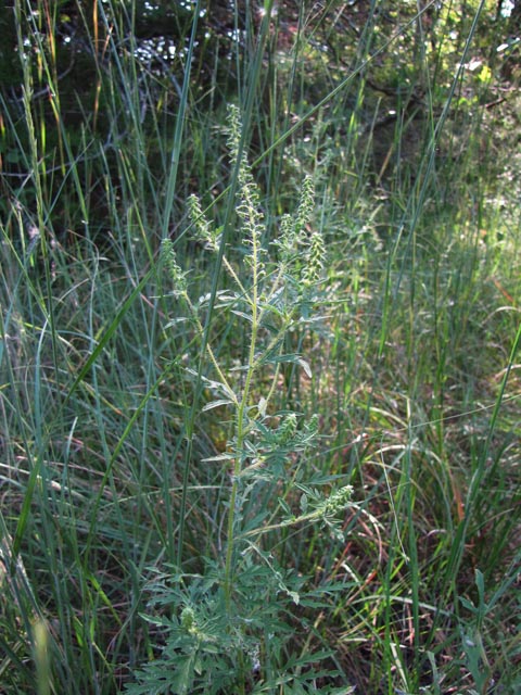 Ambrosia psilostachya (Cuman ragweed) #36121