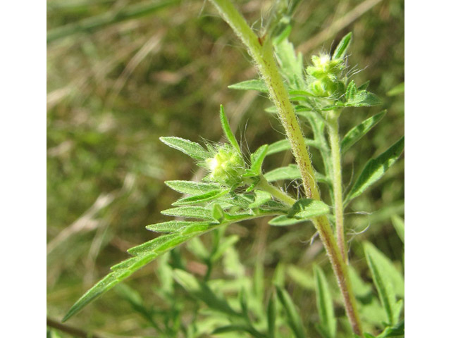 Ambrosia psilostachya (Cuman ragweed) #36122