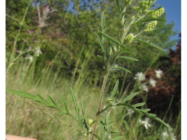 Ambrosia artemisiifolia (Annual ragweed) #36123