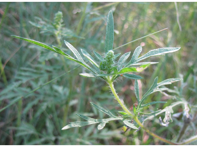 Ambrosia artemisiifolia (Annual ragweed) #36125