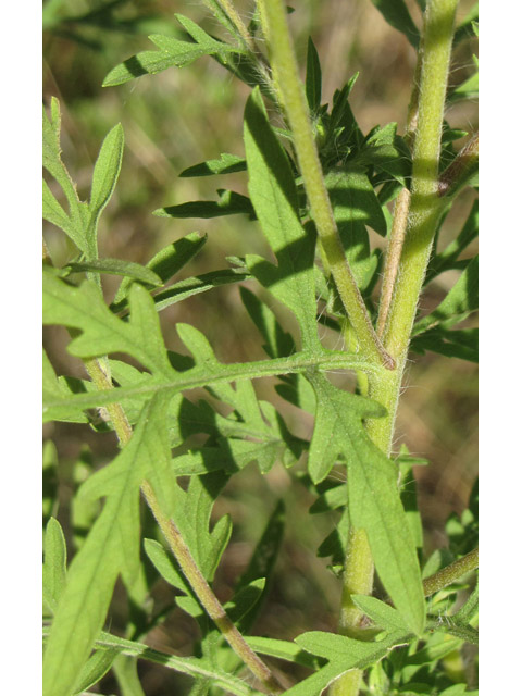 Ambrosia artemisiifolia (Annual ragweed) #36126