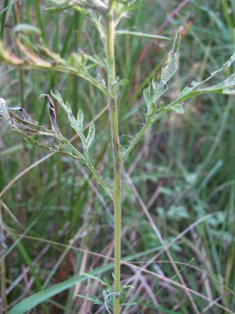 Ambrosia artemisiifolia (Annual ragweed) #36127