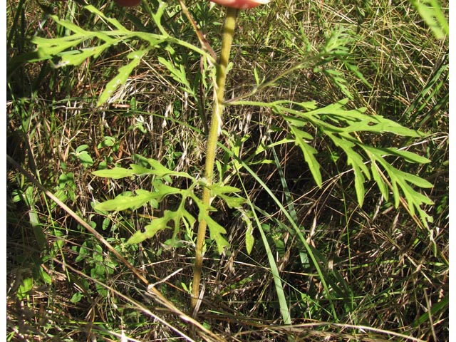 Ambrosia artemisiifolia (Annual ragweed) #36128