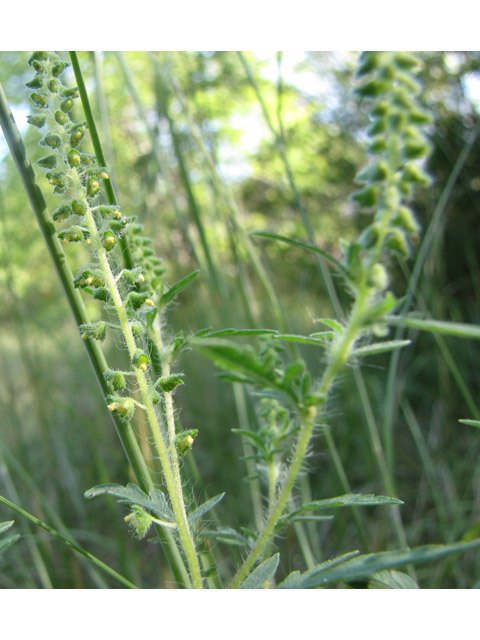 Ambrosia artemisiifolia (Annual ragweed) #36129
