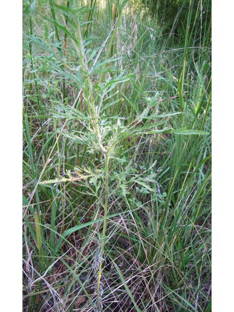 Ambrosia artemisiifolia (Annual ragweed) #36130