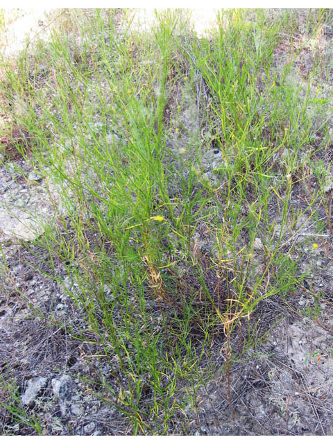 Amphiachyris dracunculoides (Prairie broomweed) #36132