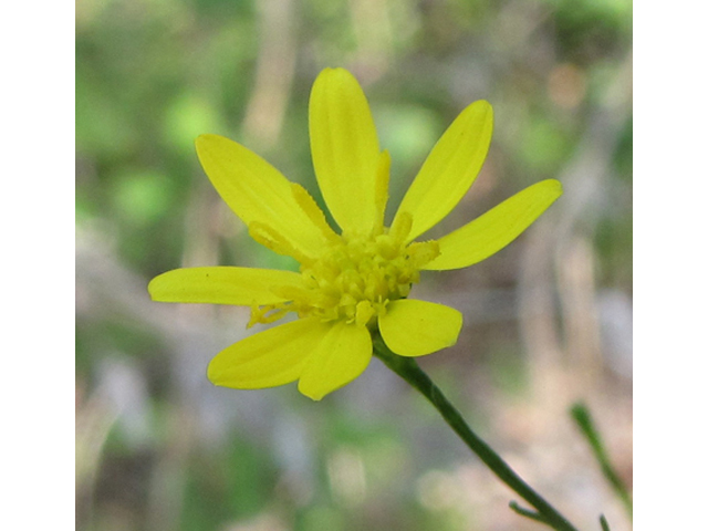 Amphiachyris dracunculoides (Prairie broomweed) #36133