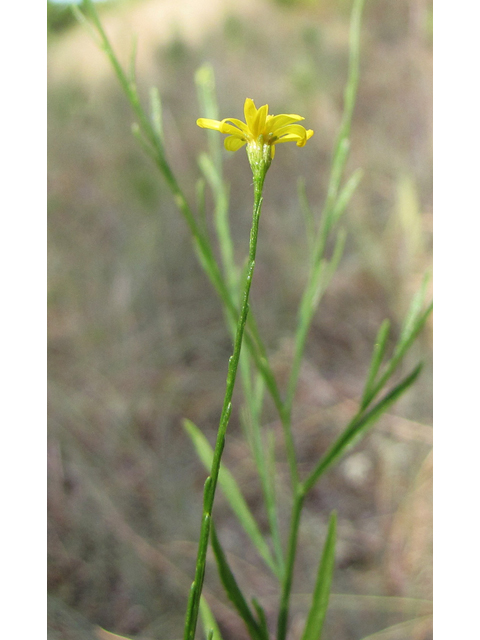 Amphiachyris dracunculoides (Prairie broomweed) #36134