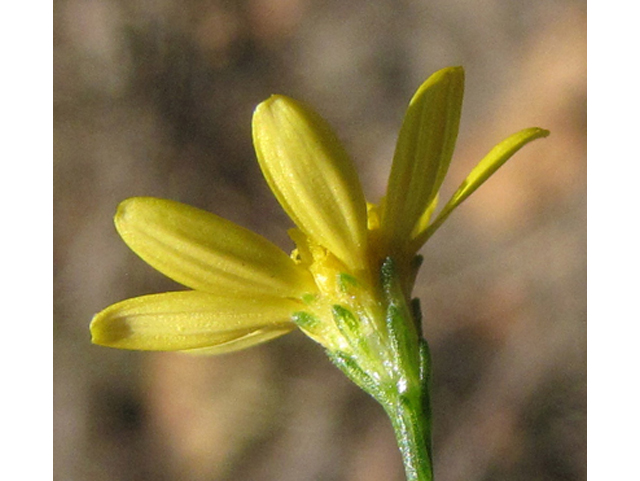 Amphiachyris dracunculoides (Prairie broomweed) #36138