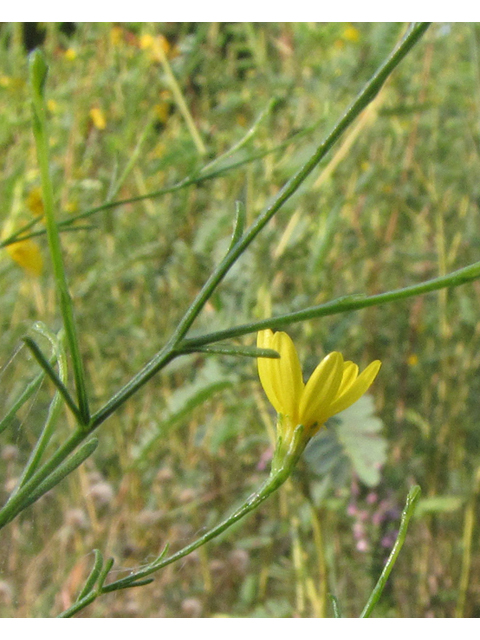 Amphiachyris dracunculoides (Prairie broomweed) #36139