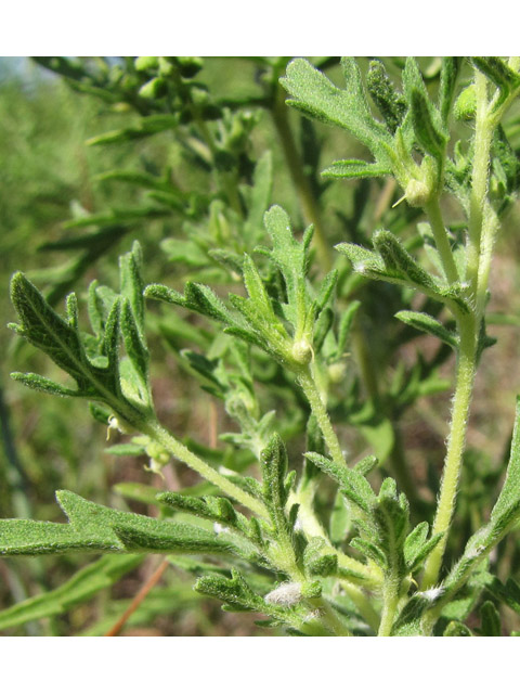 Ambrosia psilostachya (Cuman ragweed) #36142