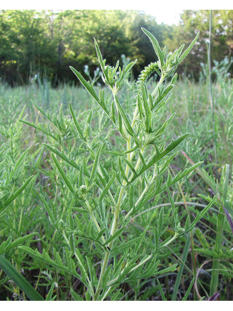 Ambrosia psilostachya (Cuman ragweed) #36144
