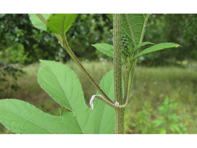 Ambrosia trifida var. texana (Texan great ragweed) #36151