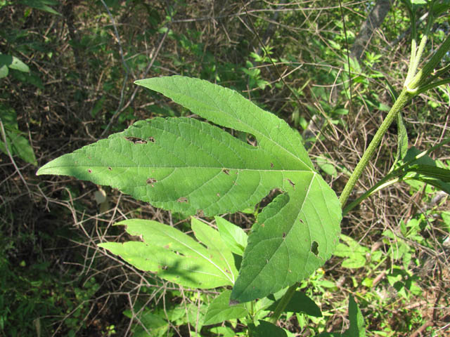 Ambrosia trifida var. texana (Texan great ragweed) #36152