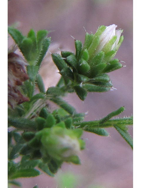 Symphyotrichum ericoides var. ericoides (White heath aster) #36154