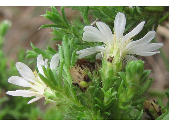 Symphyotrichum ericoides var. ericoides (White heath aster) #36155
