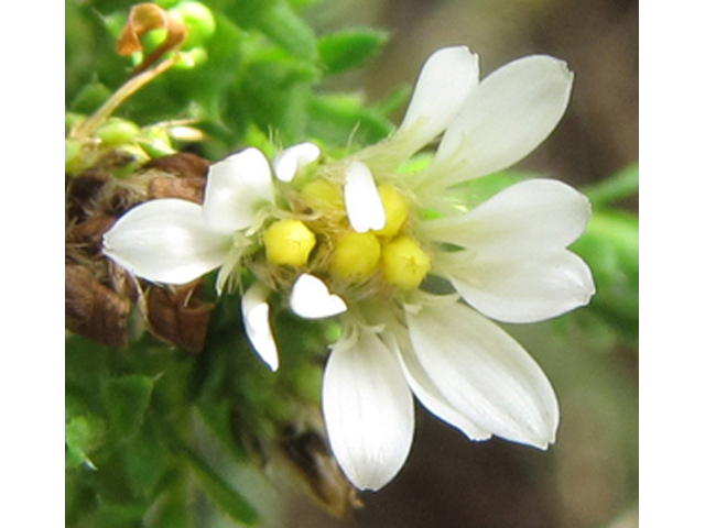 Symphyotrichum ericoides var. ericoides (White heath aster) #36156