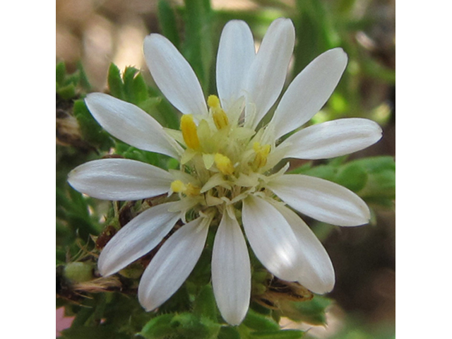 Symphyotrichum ericoides var. ericoides (White heath aster) #36157