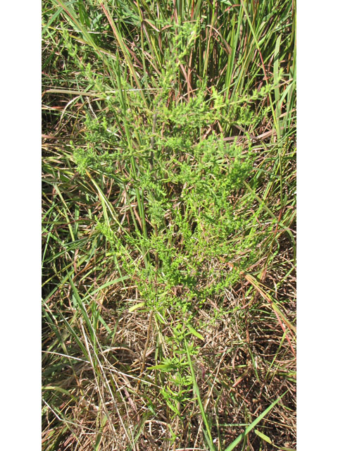 Symphyotrichum ericoides var. ericoides (White heath aster) #36160